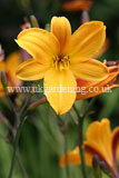 Hemerocallis (Daylily)