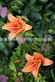 Hemerocallis fulva (Daylily)