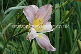 Hemerocallis fulva (Daylily)