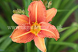 Hemeocallis fulva (Daylily)