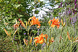 Hemeocallis (Daylily)