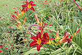 Hemeocallis (Daylily)