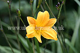 Hemerocallis (Daylily)