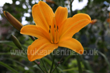 Hemerocallis (Daylily)