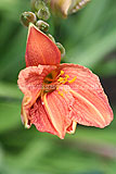 Hemeocallis fulva (Daylily)