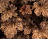 Heuchera