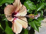 Hibiscus (Tree Hollyhock)