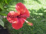 Hibiscus (Tree Hollyhock)