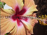 Hibiscus (Tree Hollyhock)