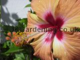 Hibiscus (Tree Hollyhock)