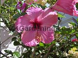 Hibiscus (Tree Hollyhock)