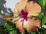 Hibiscus (Tree Hollyhock)