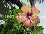 Hibiscus (Tree Hollyhock)