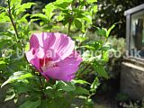 Hibiscus (Tree Hollyhock)