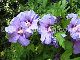 Hibiscus syriacus 'Blue Bird', syn. H.s. 'Oiseau Blue' (Tree Hollyhock)