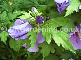 Hibiscus syriacus 'Blue Bird', syn. H.s. 'Oiseau Blue' (Tree Hollyhock)