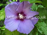 Hibiscus syriacus 'Blue Bird', syn. H.s. 'Oiseau Blue' (Tree Hollyhock)