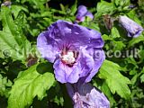 Hibiscus syriacus 'Blue Bird', syn. H.s. 'Oiseau Blue' (Tree Hollyhock)