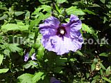 Hibiscus syriacus 'Blue Bird', syn. H.s. 'Oiseau Blue' (Tree Hollyhock)