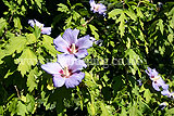 Hibiscus syriacus 'Blue Bird', syn. H.s. 'Oiseau Blue' (Tree Hollyhock)