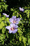 Hibiscus syriacus 'Blue Bird', syn. H.s. 'Oiseau Blue' (Tree Hollyhock)