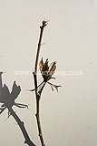 Hibiscus syriacus 'Blue Bird', syn. H.s. 'Oiseau Blue' (Tree Hollyhock)