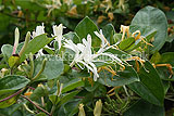 Lonicera (Honeysuckle)