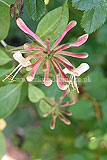 Lonicera (Honeysuckle)