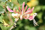 Lonicera (Honeysuckle)