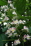 Aesculus hippocastanum (Horse-chestnut)