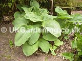 Hosta (Plantain lily, Funkia)