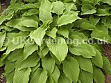 Hosta (Plantain lily, Funkia)