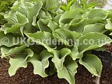 Hosta 'Krossa Regal' [AGM] (Plantain lily, Funkia)