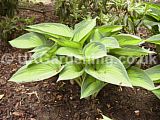 Hosta 'Tardiana group' (Plantain lily, Funkia)