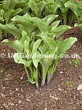 Hosta (Plantain lily, Funkia)