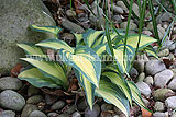 Hosta