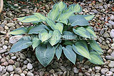 Hosta