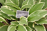 Hosta 'Crested Surf'