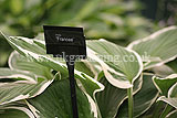 Hosta 'Francee'