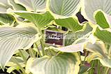 Hosta 'Yellow River'