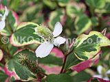 Houttuynia cordata 'Variegata'