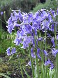 Hyacinthoides hispanica, syn. Endymion hispanicus, Scilla campanulata, S.hispanica (Spanish bluebell)