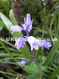 Hyacinthoides hispanica, syn. Endymion hispanicus, Scilla campanulata, S.hispanica (Spanish bluebell)