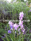 Hyacinthoides hispanica, syn. Endymion hispanicus, Scilla campanulata, S.hispanica (Spanish bluebell)