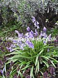 Hyacinthoides hispanica, syn. Endymion hispanicus, Scilla campanulata, S.hispanica (Spanish bluebell)