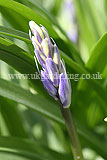 Hyacinthoides hispanica, syn. Endymion hispanicus, Scilla campanulata, S.hispanica (Spanish bluebell)