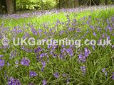 Hyacinthoides non-scripta syn. Scilla non-scripta (English bluebell)