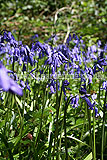 Hyacinthoides non-scripta syn. Scilla non-scripta (English bluebell)