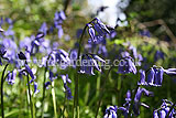 Hyacinthoides non-scripta syn. Scilla non-scripta (English bluebell)