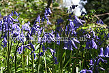 Hyacinthoides non-scripta syn. Scilla non-scripta (English bluebell)